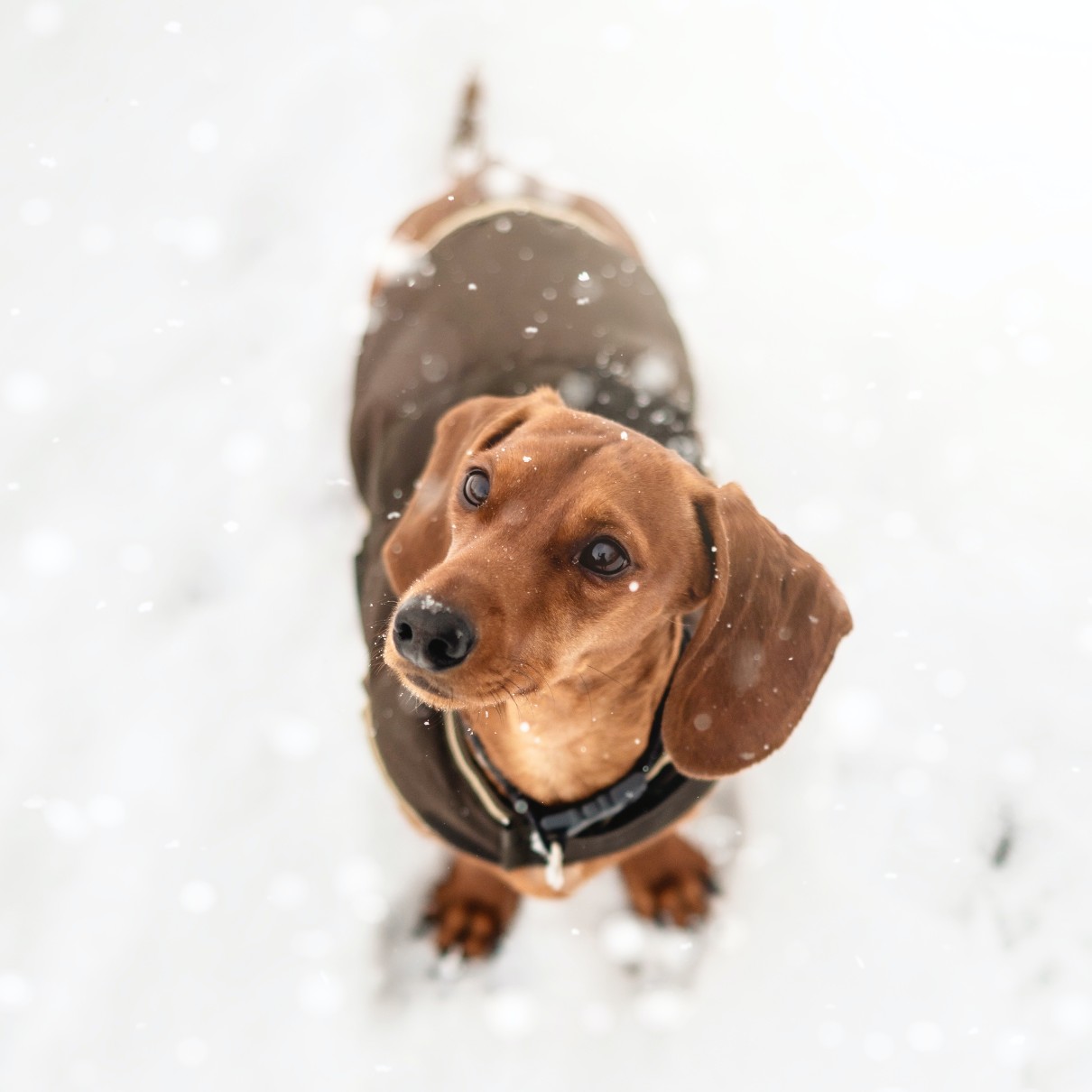 An obedient dog on a walk in the snow.