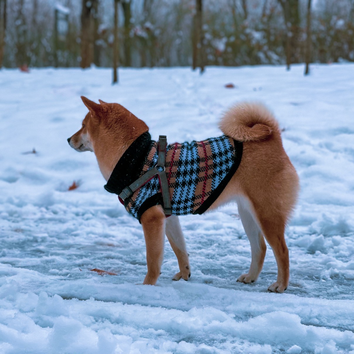 A well-trained dog enjoying a safe winter walk - in search of obedience training in Worcester, MA this holiday season? Contant {fran_bran_name} today!