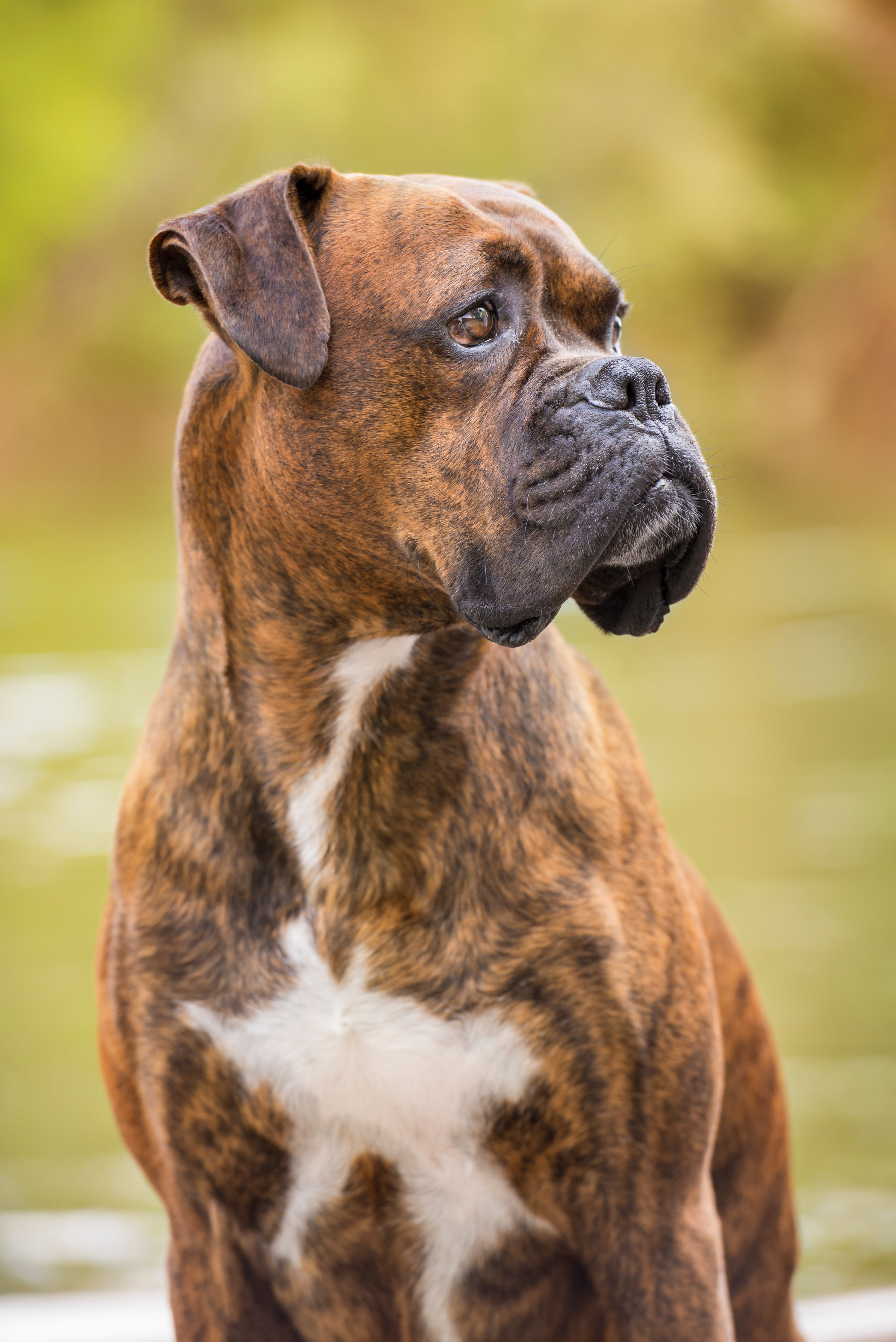 A trained boxer dog - Dog Training Elite is the best choice for boxer dog training!