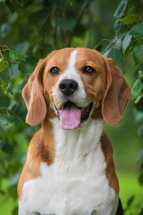 This cute beagle pup is excited to start training with Dog Training Elite!