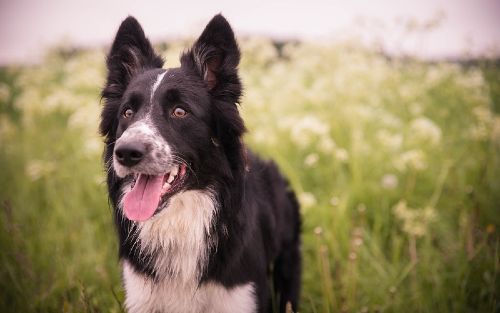 Dog Training Elite has the top border collie training programs near you.