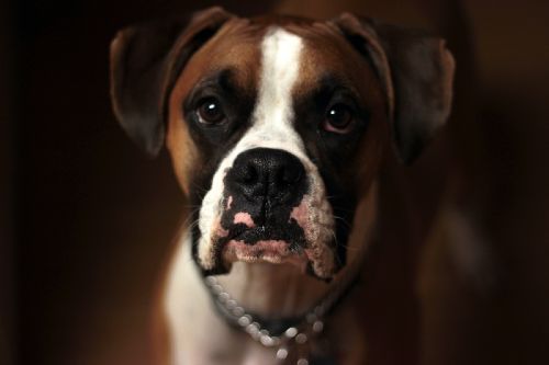 A boxer dog sitting obediently - contact Dog Training Elite for boxer service dog training today!