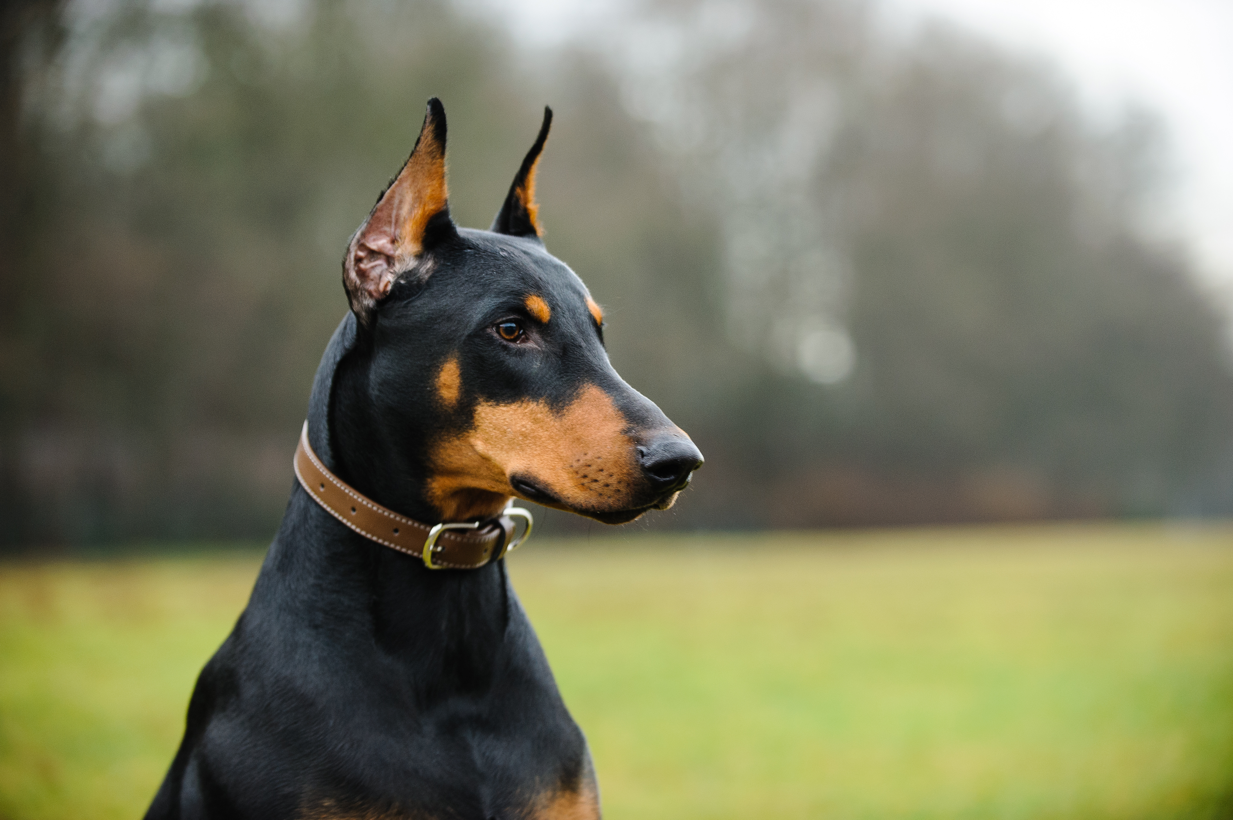 An obediant doberman who has undergone professional Doberman training.