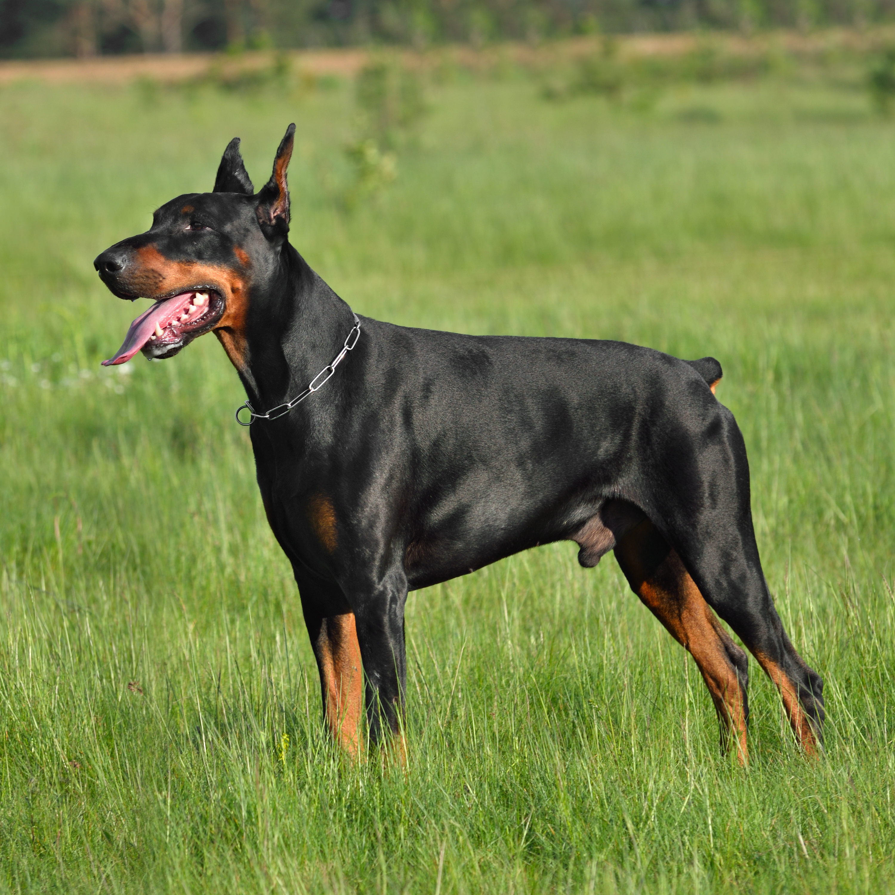 Dog Training Elite has expert Doberman training that are experienced in a variety of positive training methods for Dobermans.