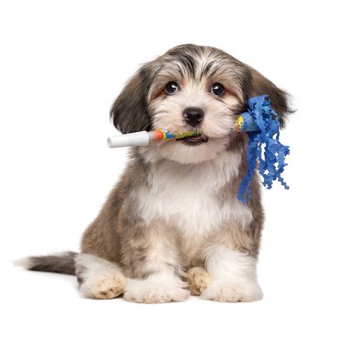 Dog Training Elite is proud to have the highest rated in-home puppy trainers near you.