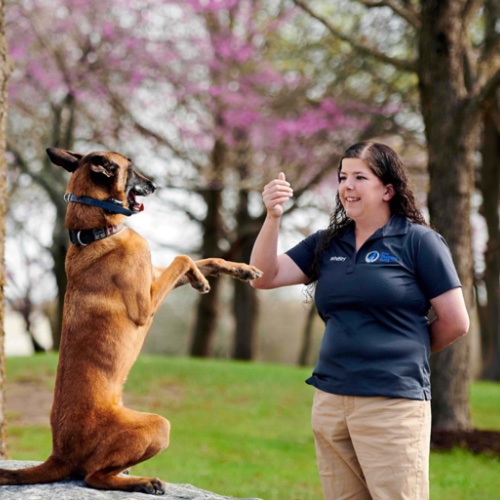 Training with Dog Training Elite in Panama City can help your pup sit and stay when they need to, just like this dog with their trainer.