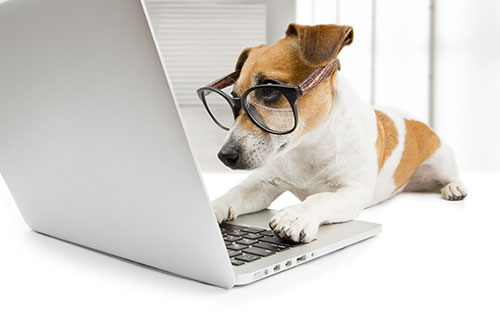 Panama City Dog Training Elite Emerald Coast's pup preparing its information on a laptop.