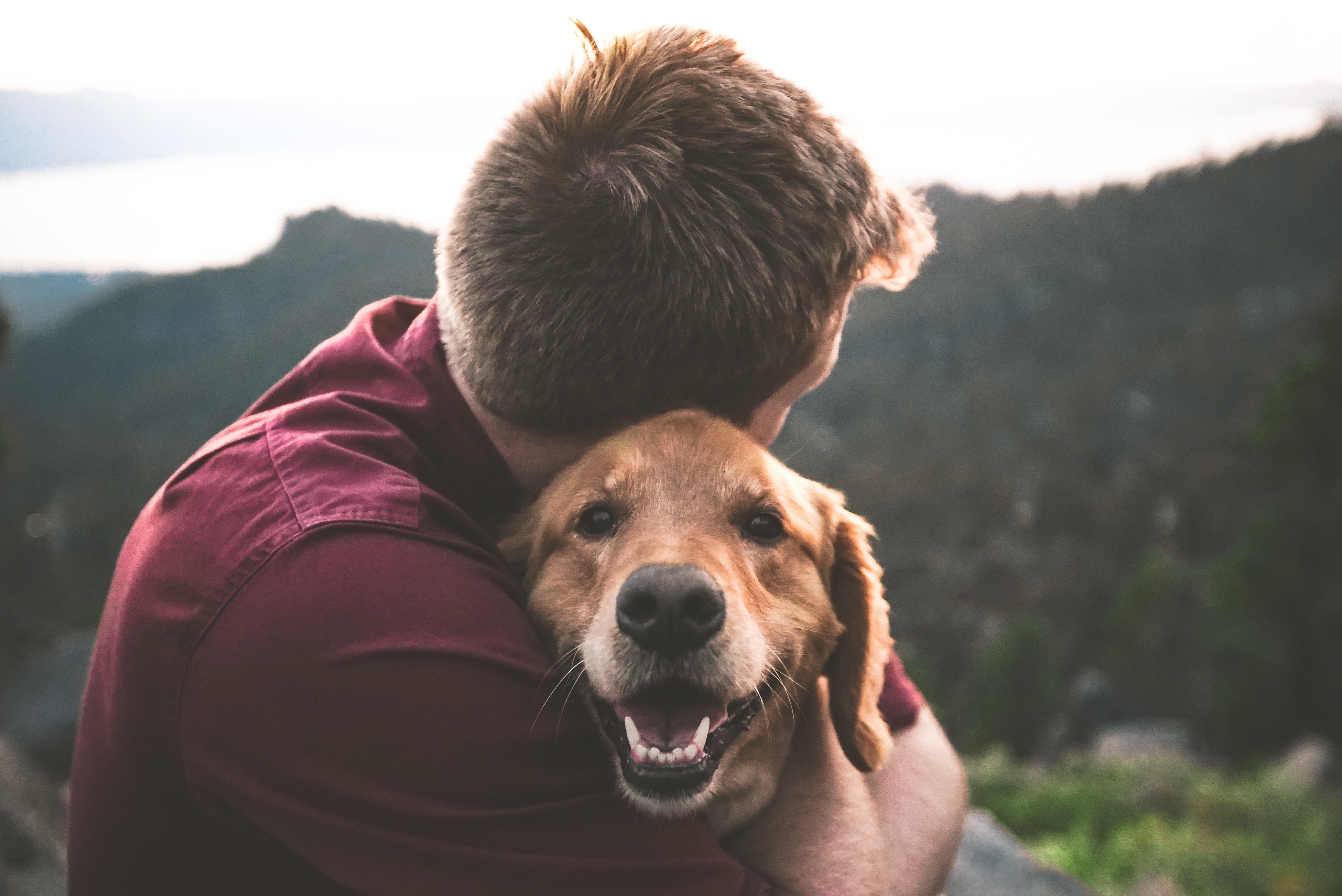 This pup and owner take in beautiful views on a hike thanks to tips and training from Dog Training Elite in Metro Detroit.