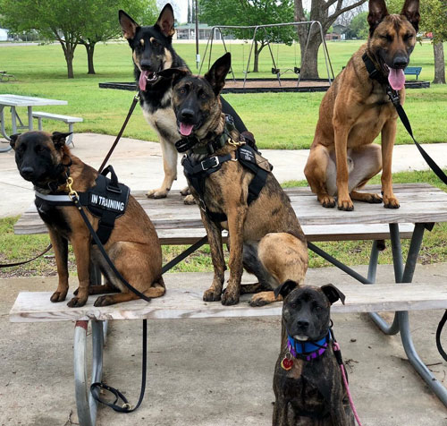 A group of a adorable dogs recieving training on their home turf with Dog Training Elite in Scottsdale.