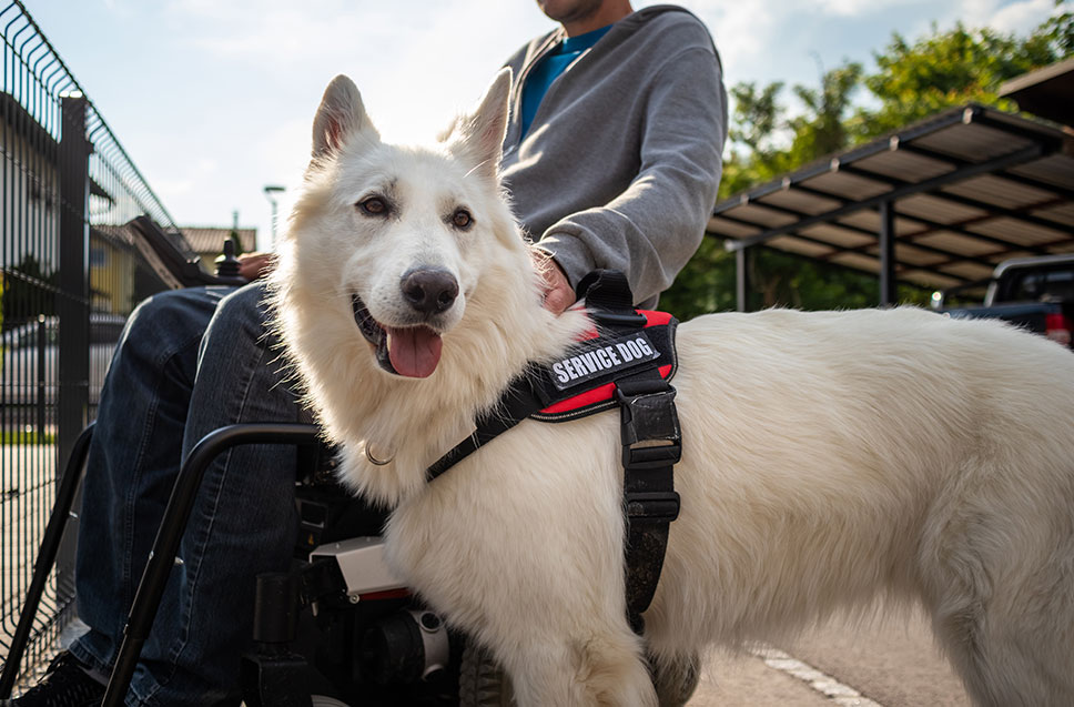 Service Dog Mastery with Dog Training Elite Gilbert, AZ