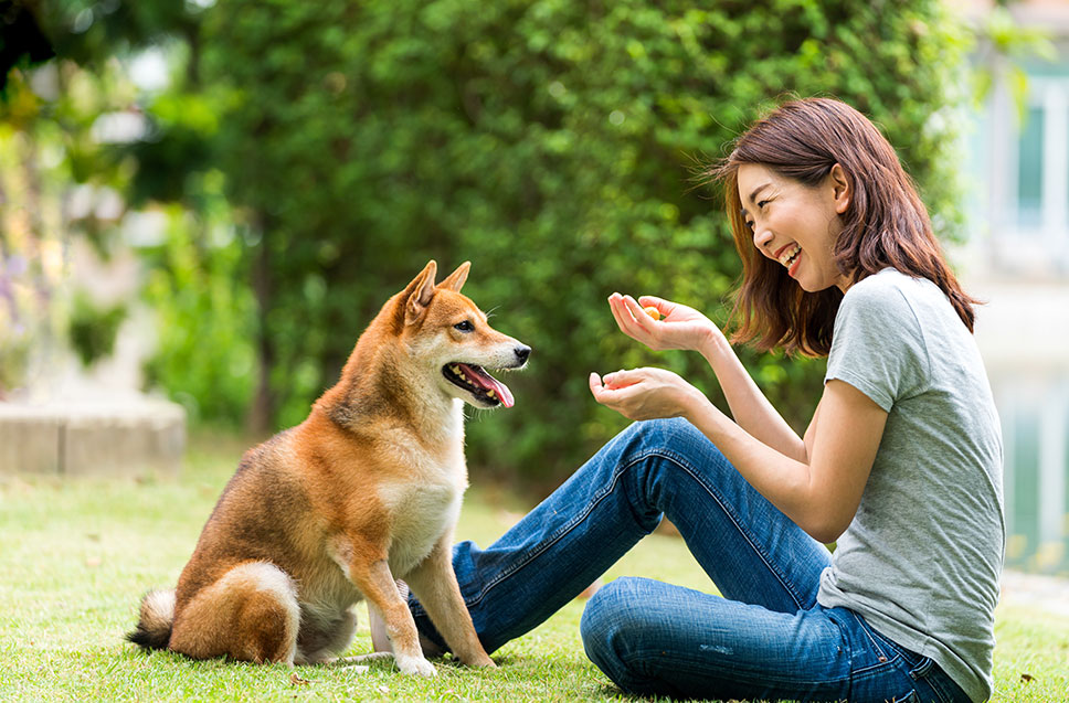 Top Dog Trainers Near Me in New Orleans / Mandeville