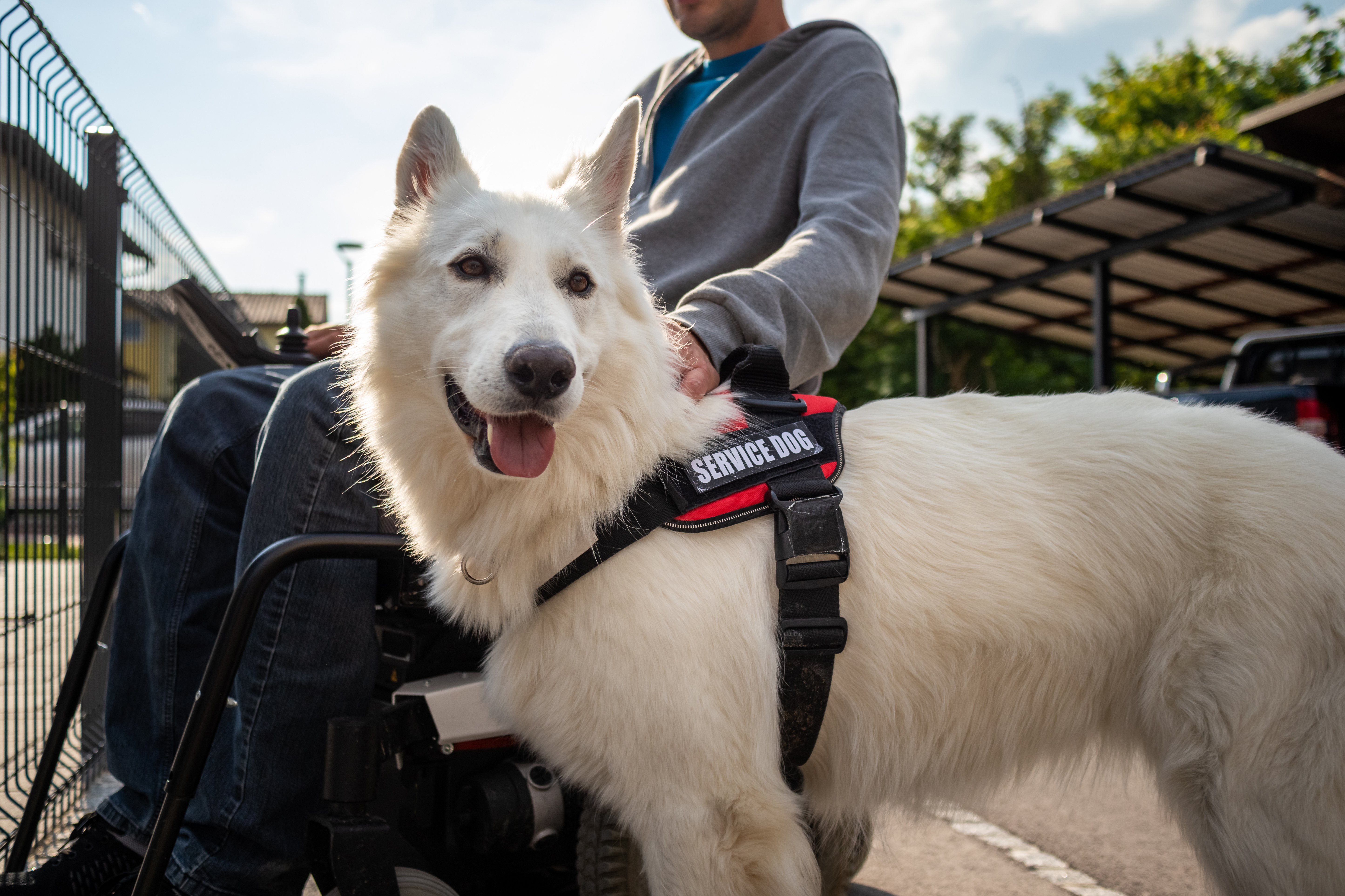 Navigating Gilbert, AZ with a Service Dog in Training: December and January Guide. Dog Training Elite