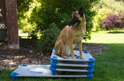 Dog Training Elite Indianapolis - Contact