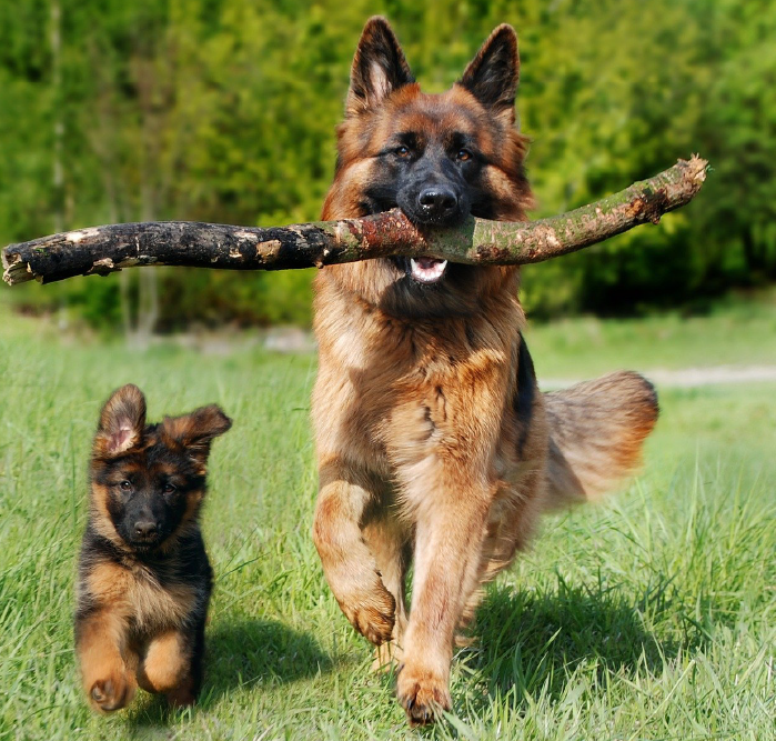 Discover Elite Dog Training in Gilbert, AZ: Dog Training Elite