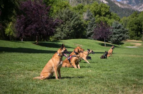 In-Home Dog Trainers Near You in your local area