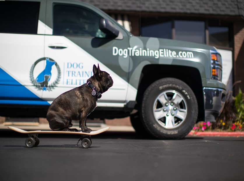 Dog Training Elite Southeast Louisiana is proud to provide the highest rated dog training services at an affordable cost near you in New Orleans / Mandeville.