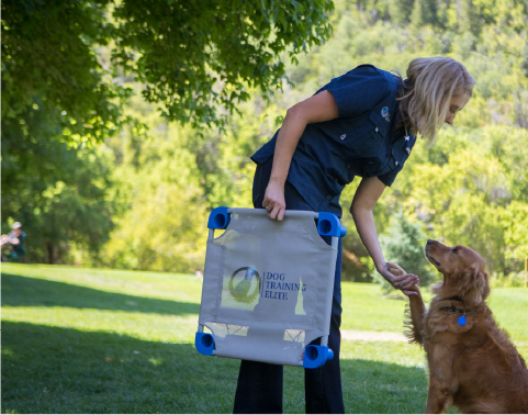 Dog Training Elite Ranked No. 521 on 2023 Inc. 5000 Amidst Major Growth Push